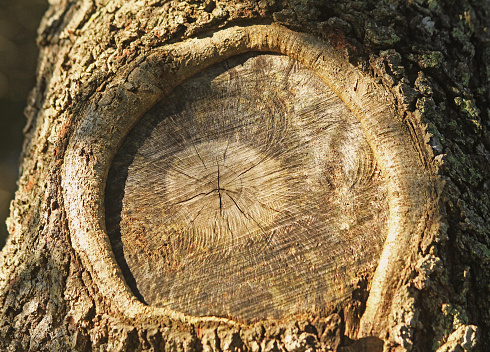 TUTO VIDÉO - Cicatriser une branche ou un tronc d'arbre : pourquoi et  comment ? - France Bleu