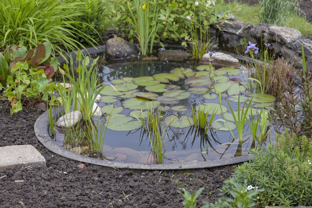 Comment entretenir un bassin de jardin