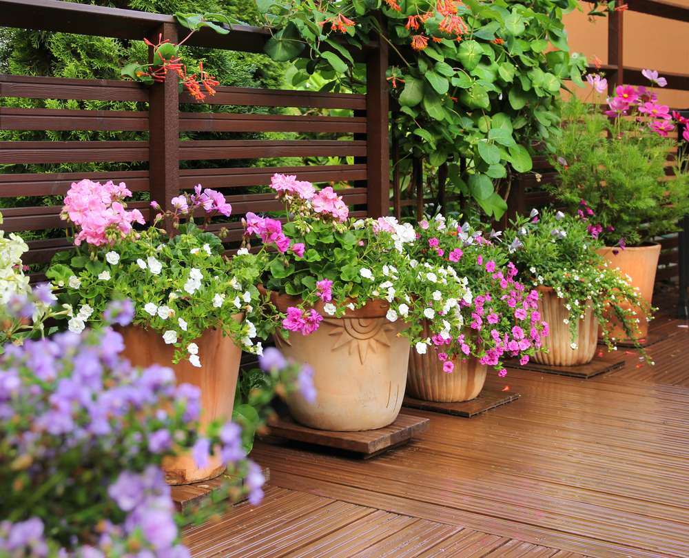 Plante vivace pour balcon et terrasse : comment choisir ?