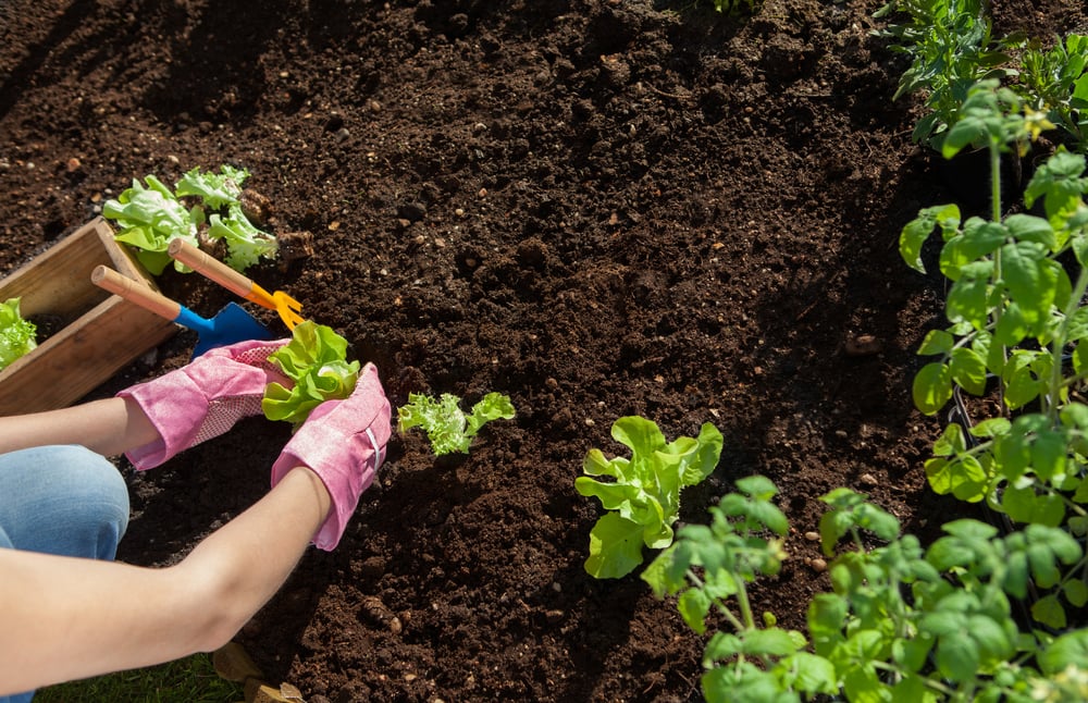 Soil For A Vegetable Garden
