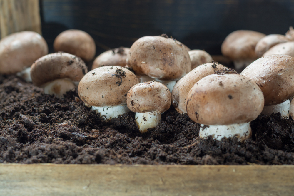 Des champignons cultivés sur du marc de café, une autre façon de voir  l'avenir
