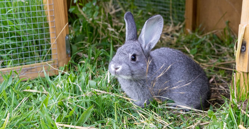 Fabriquer un clapier à lapin mobile pour la pelouse