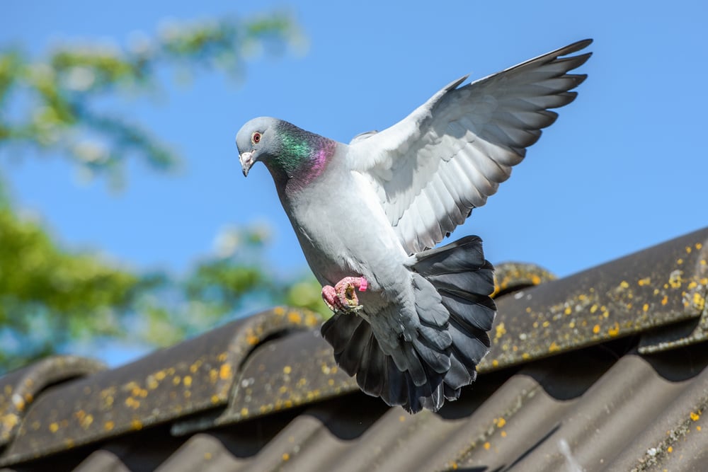 Pics anti-Pigeons : la solution efficace pour les faire fuir ?