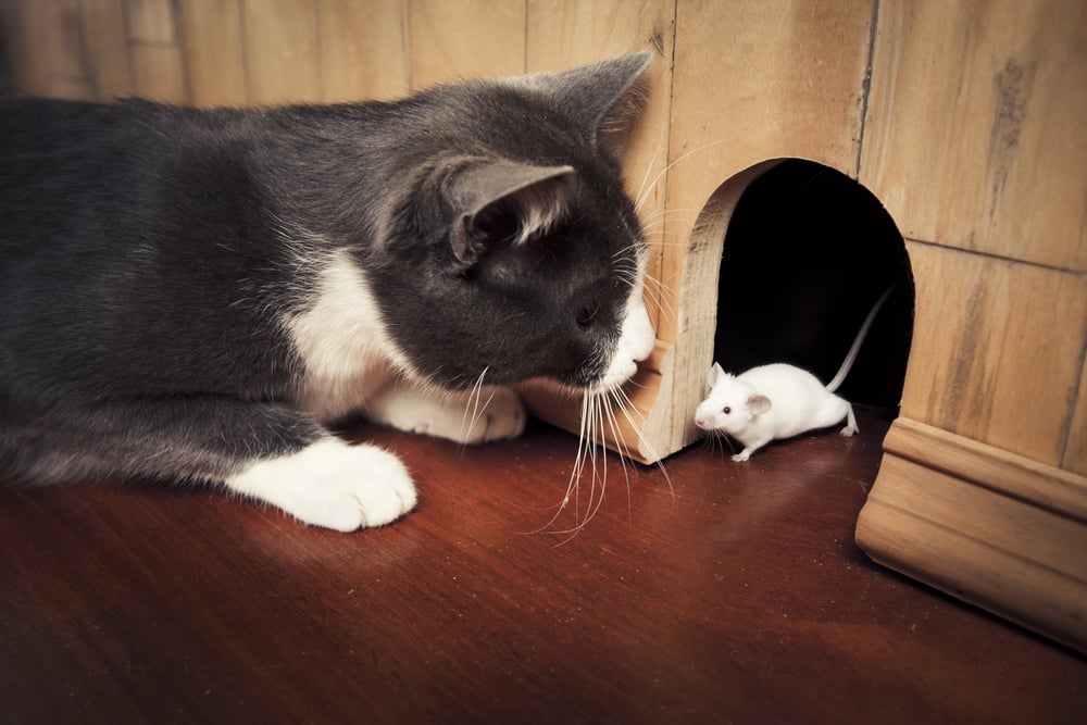 Comment attraper une souris sans la tuer: 10 étapes