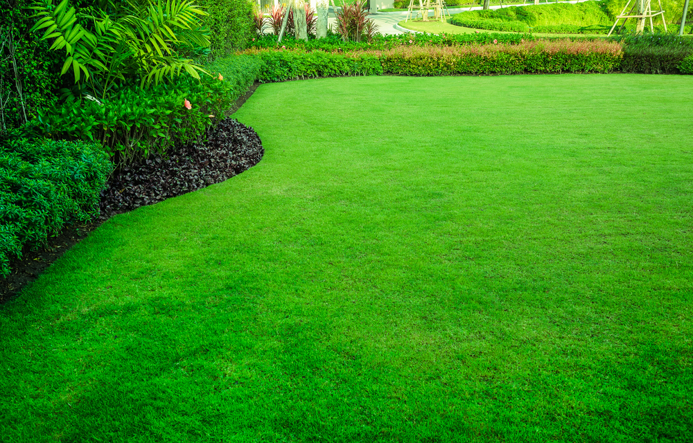 Avoir une herbe bien verte toute l'année : Comment faire ?