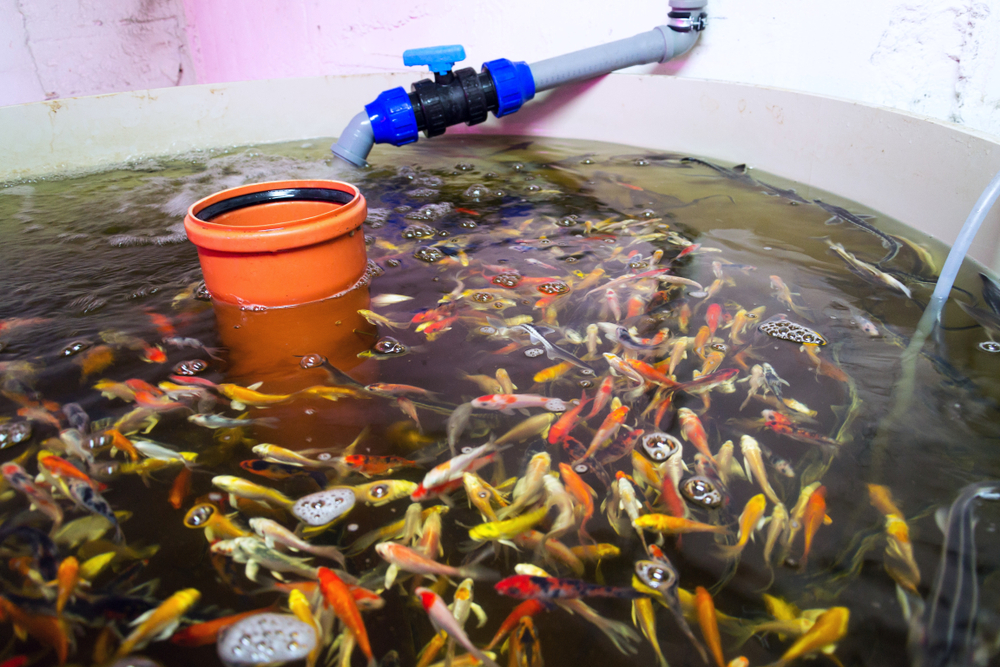 L'aquaponie” : cultiver des plantes en élevant des poissons, comment ça  marche? : Femme Actuelle Le MAG