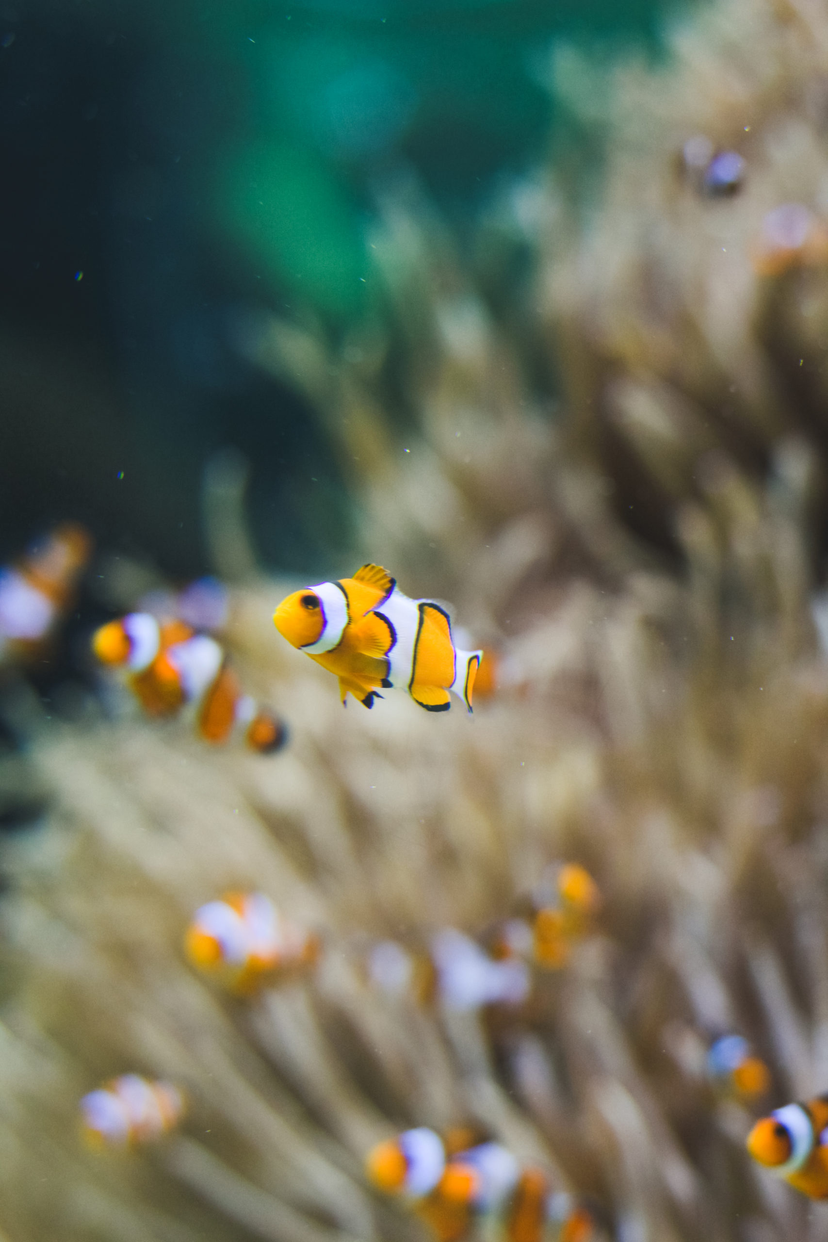 Chauffage pour aquarium : comment choisir