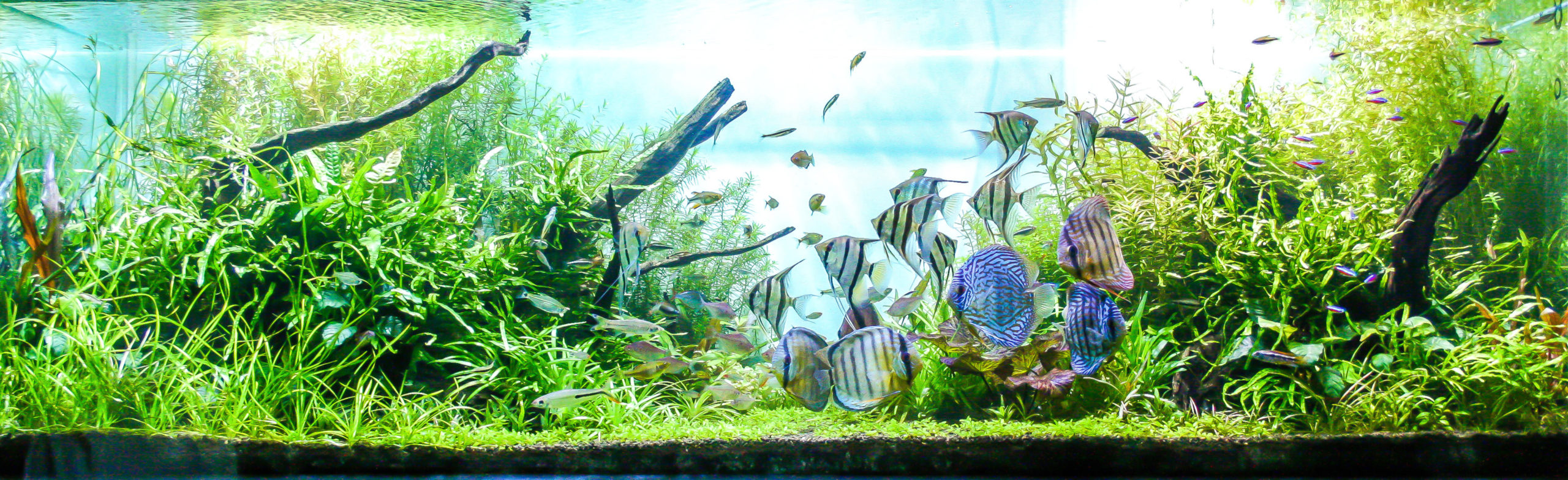 Chauffage aquarium : une température idéale dès 12.99 € !