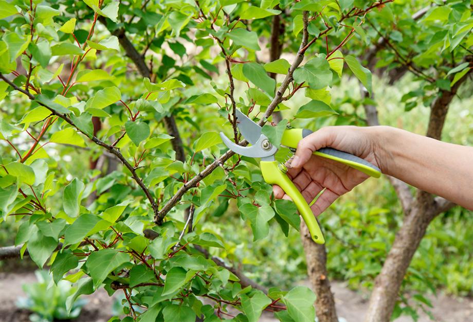 10 cose da sapere per potare le piante da frutto - Fiori e Foglie 10 cose  da sapere per potare le piante da frutto
