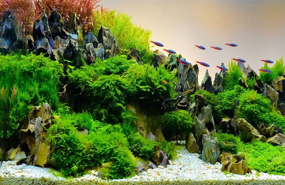 Comment s'assurer que le chauffage de mon aquarium fonctionne ?