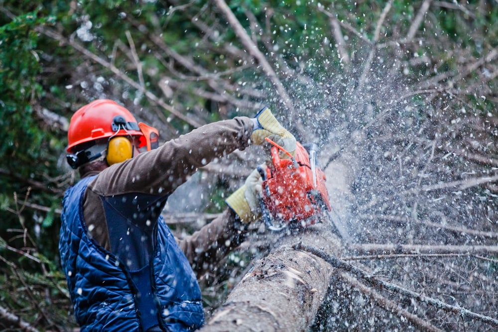 Cómo talar un árbol?