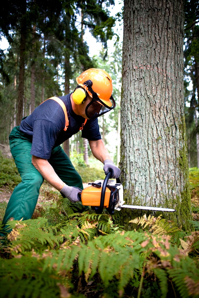 Cómo talar un árbol?