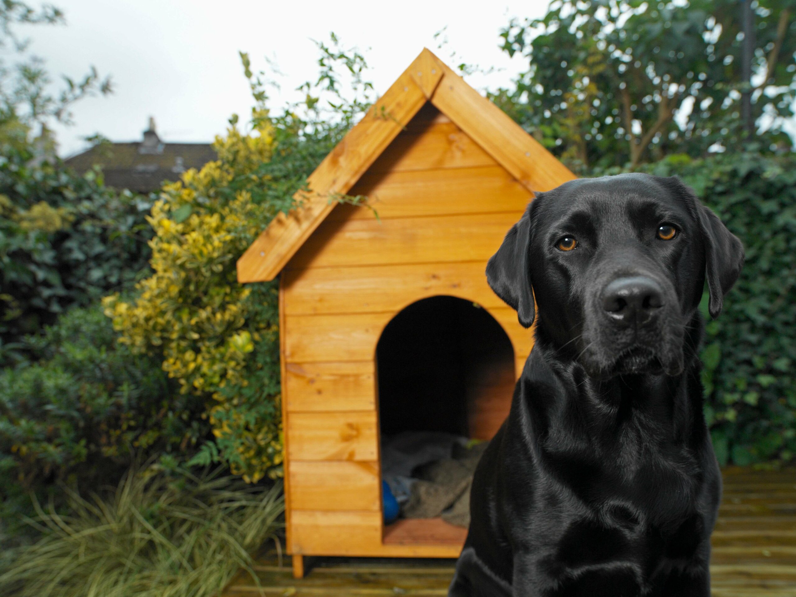 how do i choose a dog house