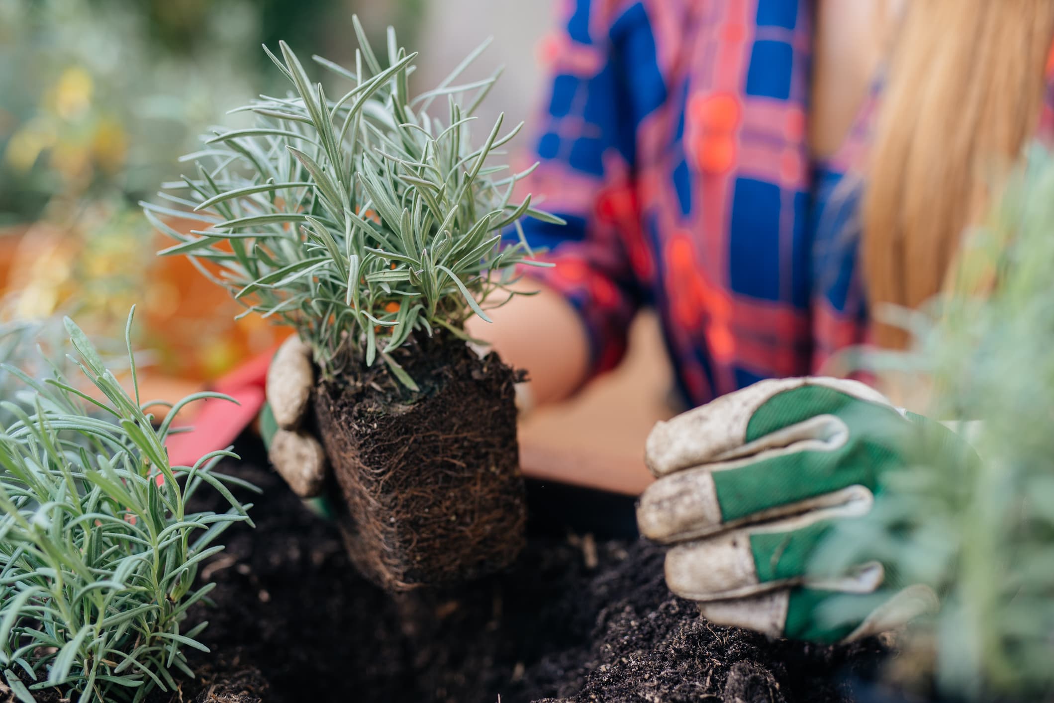 Todo sobre el cultivo de lavanda