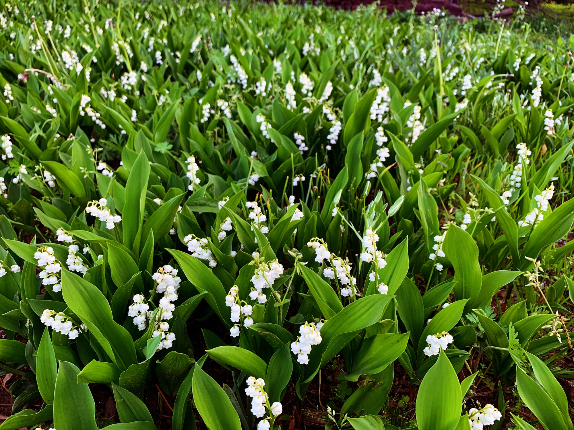 Todo sobre el muguet o lirio del valle