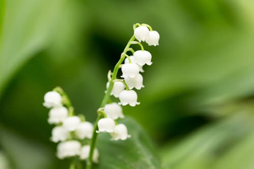 Todo sobre el muguet o lirio del valle