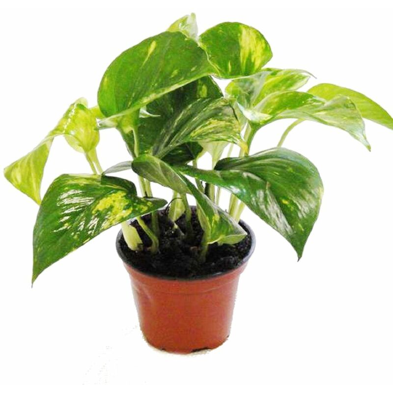 Feutre - Scindapsus - Epipremnum - 12cm pot - plante d'intérieur