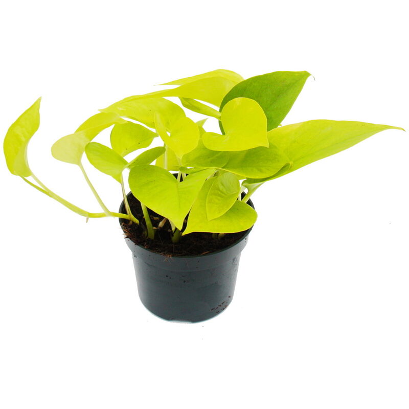 Efeutute jaune-vert - Epipremnum Golden Pothos - Scindapsus - pot 12cm - plante d'intérieur