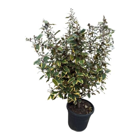 Elaeagnus ebbingei