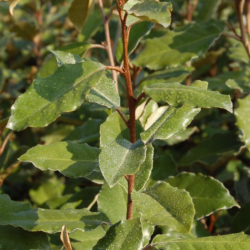 Elaeagnus x ebbingei | Pot de 25 L
