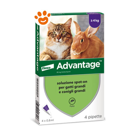 Elanco Advantage 80 mg Gatto oltre 4 kg  - Elanco Advantage 80 mg Gatto oltre 4 kg - Confezione Da 4 Pipette