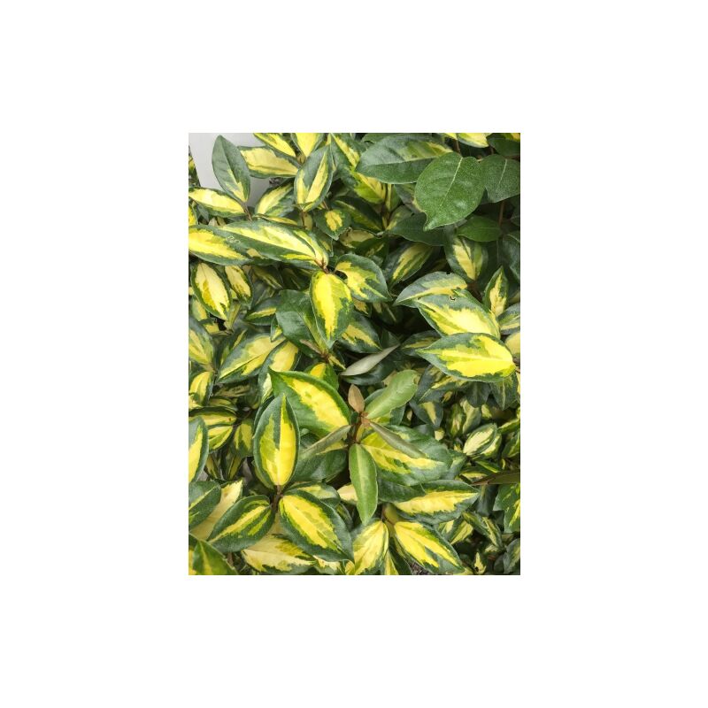 Eleagno variegato 'Eleagnus x ebbingei Limelight' pianta a palla in mastello 55 cm h. 130/140 cm