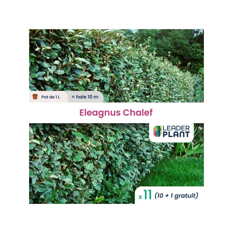 Leaderplant.com - 11 x Eleagnus ebbingei Chalef en pot de 1 l
