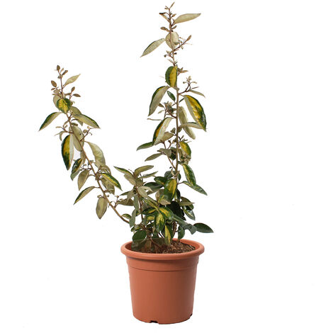 Eleagnus Ebbingei Limelight - Piante Vere da Esterno Resistenti - Altezza 40/50 cm Vaso Ø 18 cm