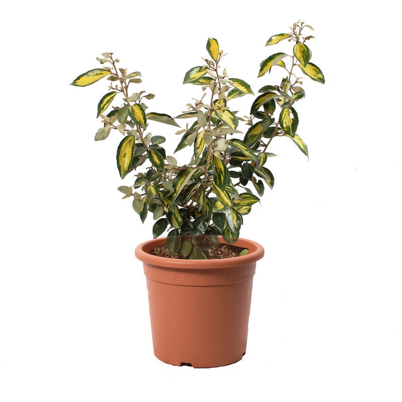 Kentis - Eleagnus Ebbingei Limelight - Piante Vere da Esterno Resistenti - Altezza 60/80 cm Vaso ø 20 cm