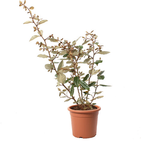 Eleagnus Ebbingei - Piante da Esterno Vere Sempreverdi - H 40-50 cm Vaso Ø 18 cm