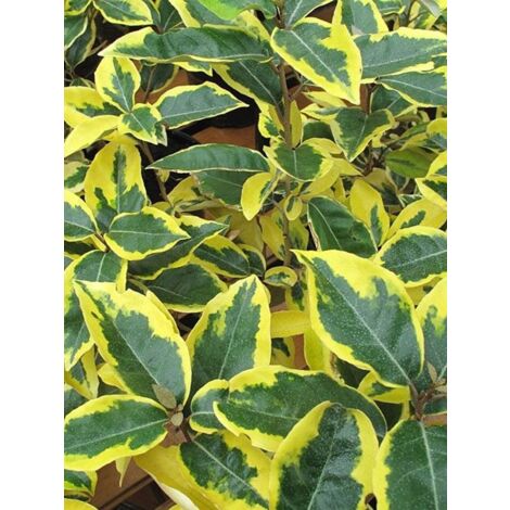 Eleagnus x ebbingei aureovariegata pot 18cm
