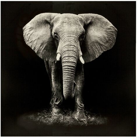 Elefante estampado lona 100X100