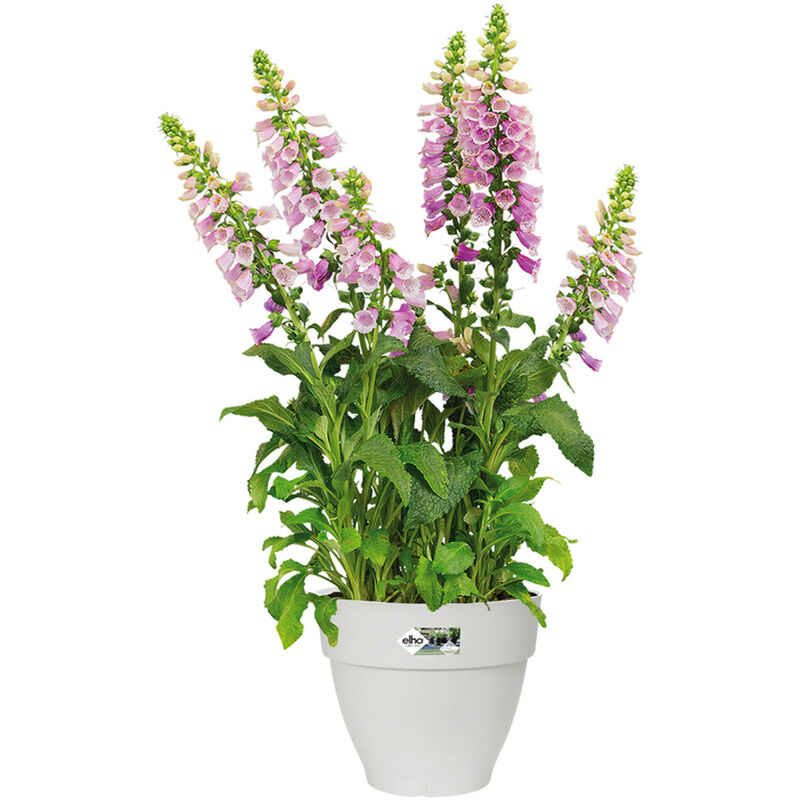 Bac à fleurs rond ou carré jardinière Blanc en plastique pour extérieur jardin terrasse pot de fleurs Rond / 7 Litres