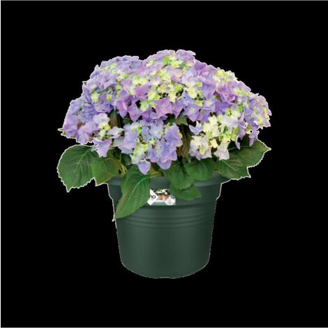 ELHO VASO GREEN BASICS CILINDER 30CM VERDE