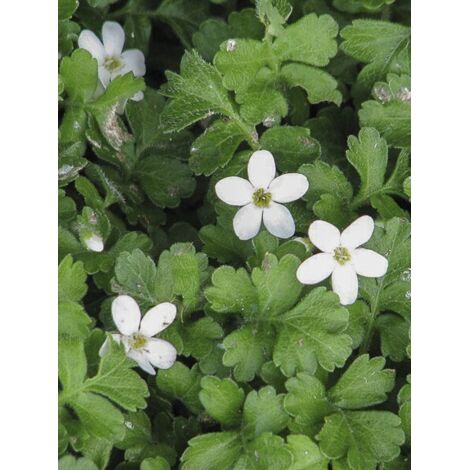 Ellisiophyllum pinnatum Pot de 2L/3L