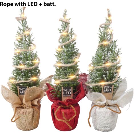 Ellwoodii, o Falso Cipresso,  con led versione natalizia H 32 CM Foto reali
