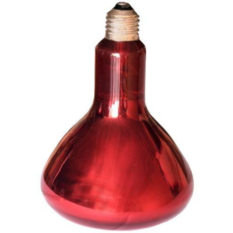 Lampe infrarouge pour fournir de la chaleur à la litière, puissance 250 w Lampe infrarouge pour fournir de la chaleur à la litière, puissance 250 w