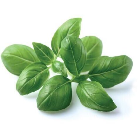 EMSA CLICK & GROW BASILIQUE (M5260900) CLICK AND GROW