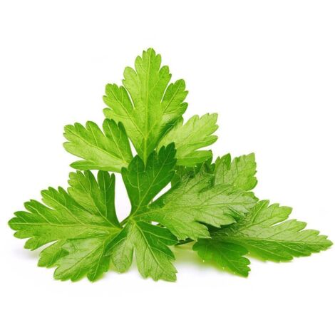 EMSA CLICK & GROW CORIANDRE (M5261300) CLICK AND GROW