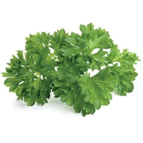 EMSA CLICK & GROW PERSIL (M5261000) CLICK AND GROW