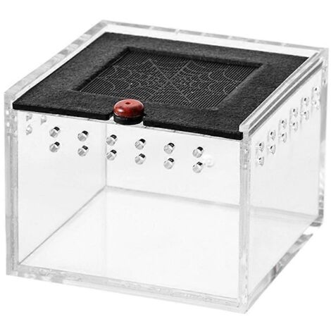 Enclos pour araignées, petite boîte d'élevage d'insectes C--