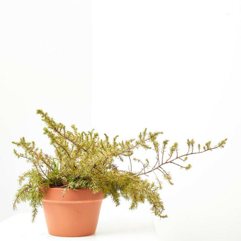 

Enebro (Juniperus Conferta) Maceta 3 Litros