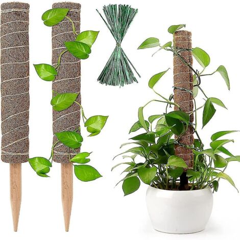 Ensemble de 2 tiges de coco et d'un support pour plante Monstera de 40 cm avec mousse pour plantes d'intérieur (type Monstera 'Chenny Plant').