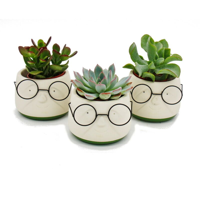 Ensemble de 3 succulentes dans une jardinière - avec un visage et des lunettes - environ 7-10 cm de haut