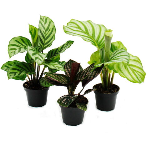 Ensemble de 3 plantes d'ombre - avec motif de feuilles fantaisie - Calathea - pot de 7cm - hauteur env. 20cm
