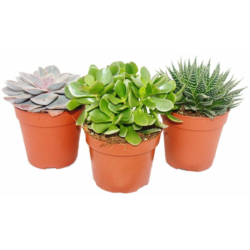 Exotenherz - Ensemble de 3 plantes succulentes - 3 plantes différentes dans un pot de 12 cm