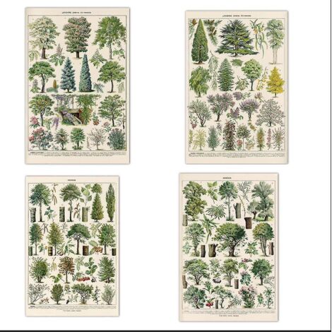 Ensemble de 4 impressions d'arbres vintage - 30 x 40 cm