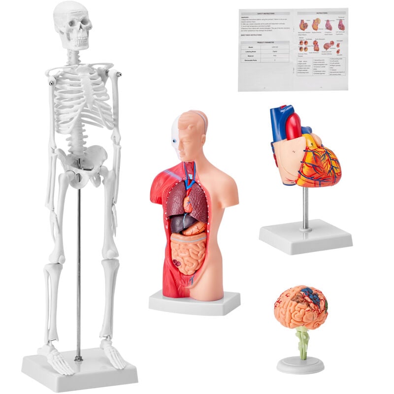 Mophorn - Ensemble de 4 modèles d'anatomie humaine outils d'étude 3D pour le cerveau, le torse, le cœur et le squelette, modèles éducatifs pour les