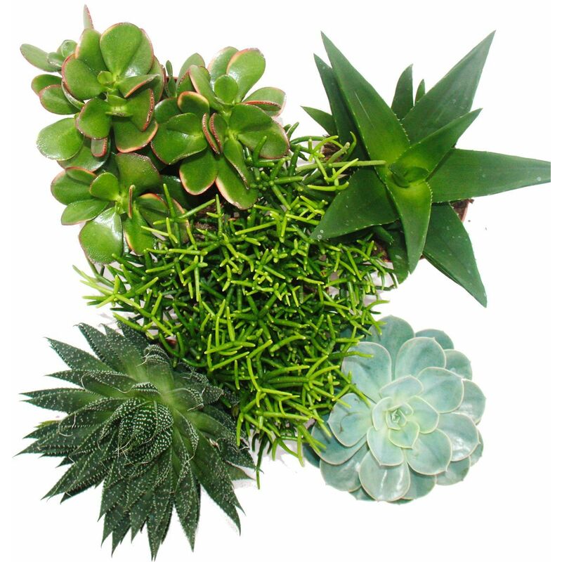 Exotenherz - Ensemble de 5 succulentes différentes dans un pot de 12cm