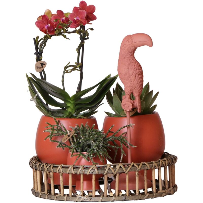 Kolibri Home - Ensemble de plantes Scandic en terre cuite sur saule - avec orchidée phalaenopsis orange et plantes grasses